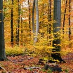 5 Reasons to Call your County Forester