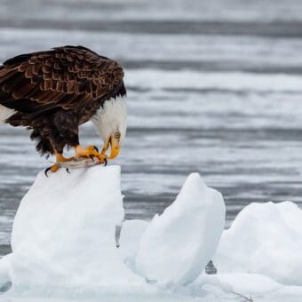 Eagles and New Hampshire's Lakes Photo by Jack Dorsey