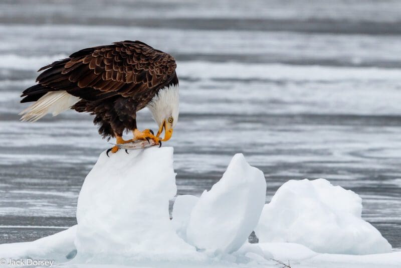 Female Eagle by Jack Dorsey