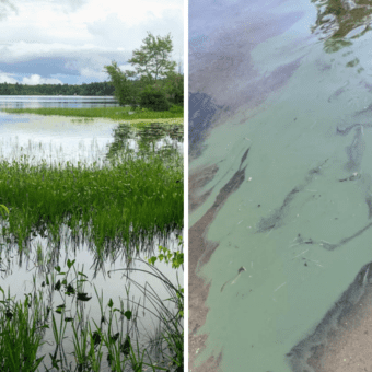 Lake Plants and Cyanobacteria