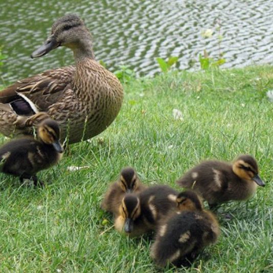 Don’t Feed the Ducks 