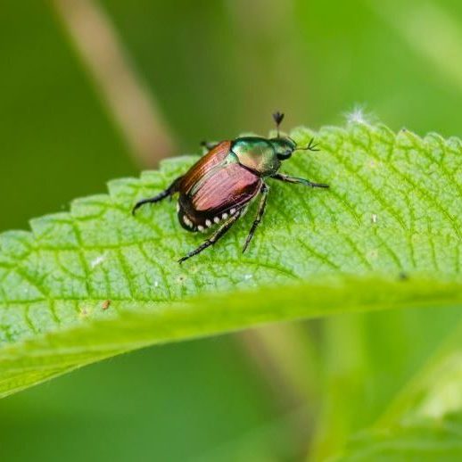 Integrated Pest Management 