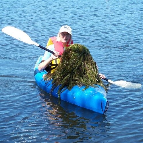 Invasive species infestation
