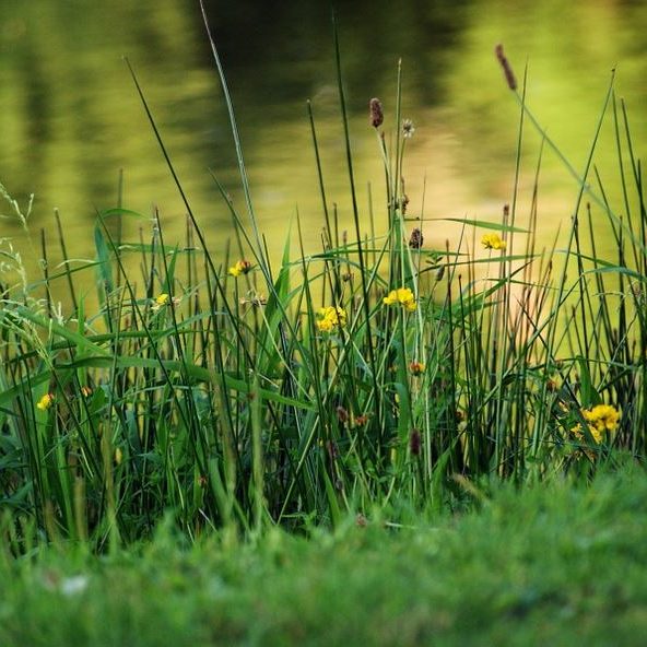 Lawn Care within the Protected Shoreline
