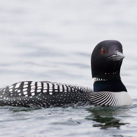 Loon Preservation Committee Loon Fact Sheets 