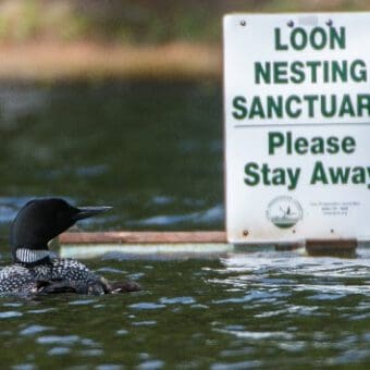 Loon nesting sanctuary