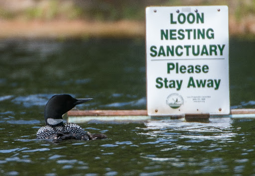 Loon nesting sanctuary