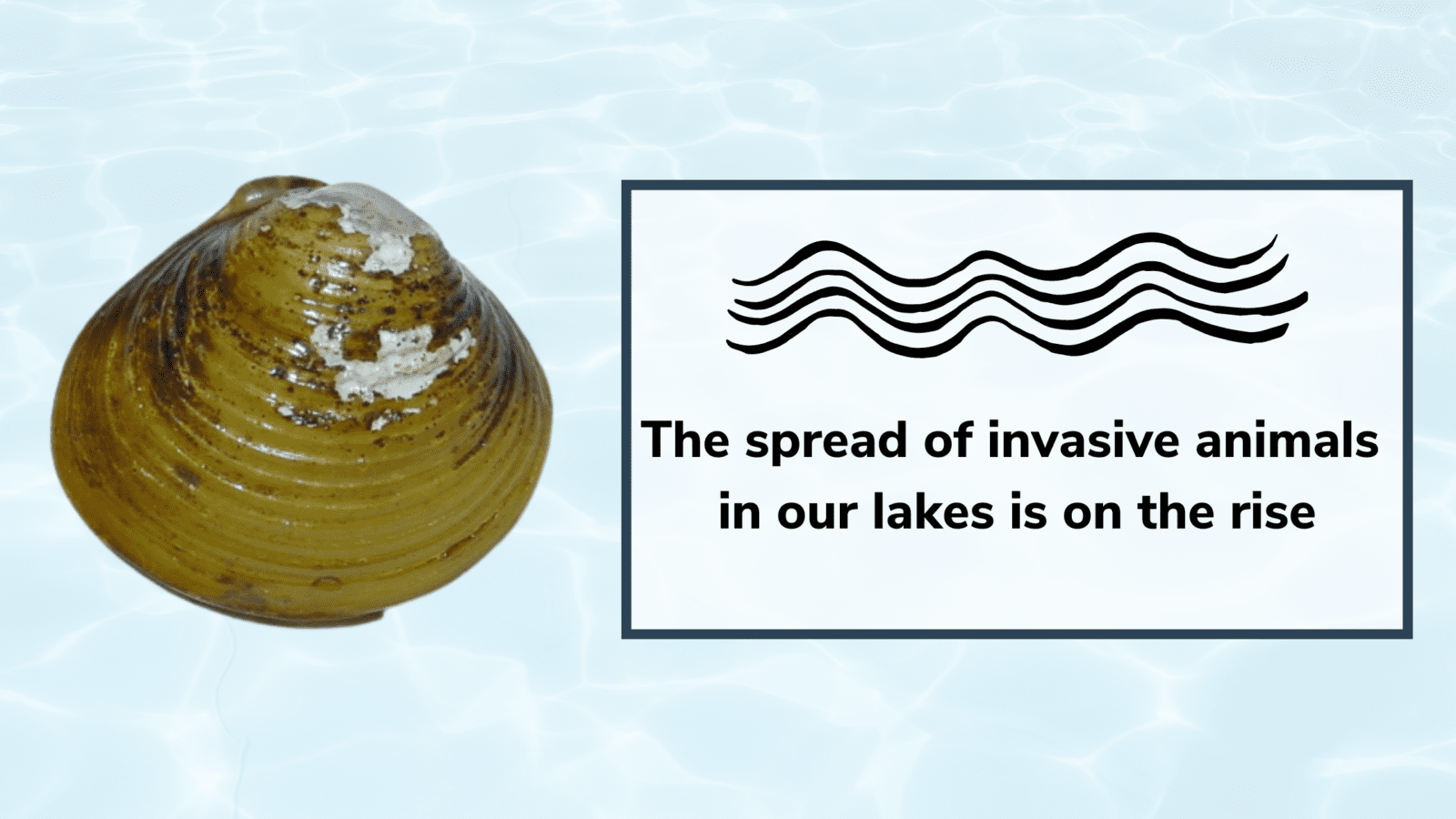 A photo of an invasive species of clam with text