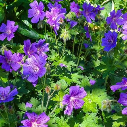 Native Plants for New England Rain Gardens 