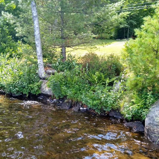 Native Shoreland Riparian Buffer Plantings for New Hampshire 2