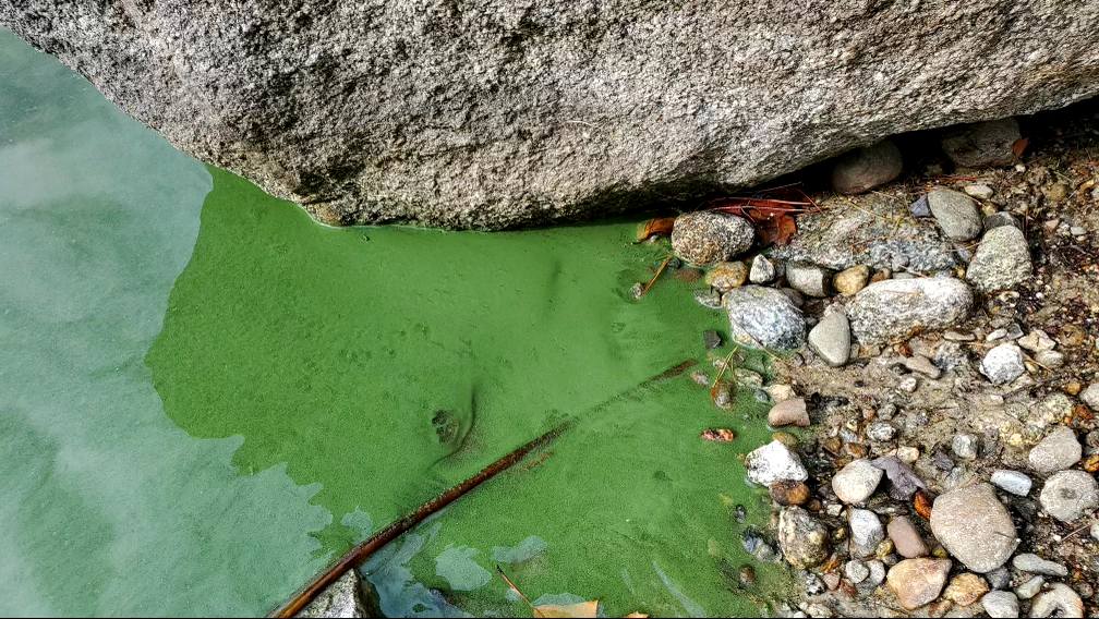 Image of a cyanobacteria bloom on a lake