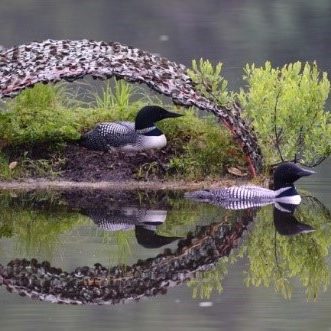 Photo courtesy of the Loon Preservation Committee 1