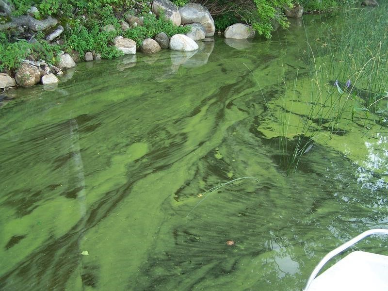 Cyanobacteria NH LAKES