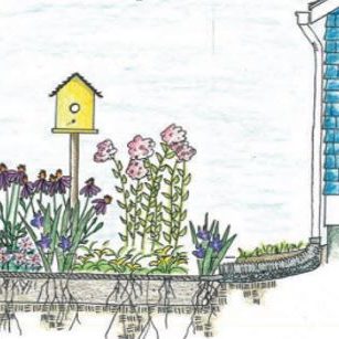 Rain Garden