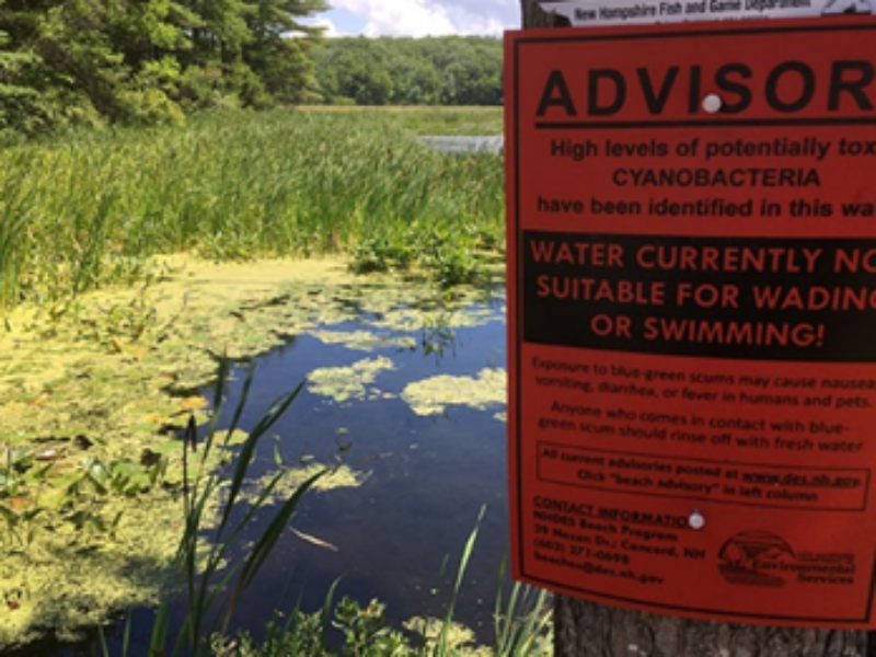 Image of Advisory Sign for Cyanobacteria with Bloom in the Background