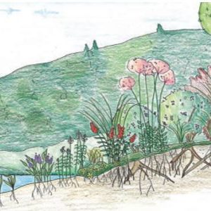 Vegetated Buffer