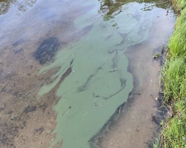 Fight CyanoBacteria