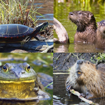 beaver otter frog turtle