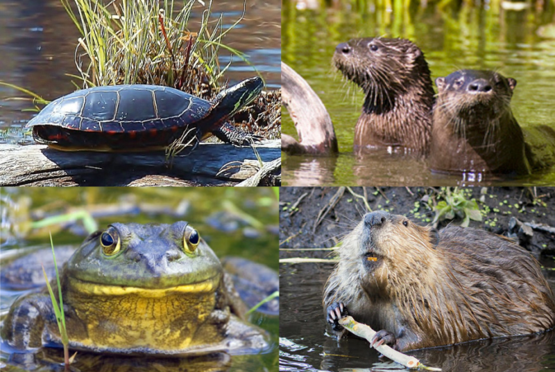 beaver otter frog turtle