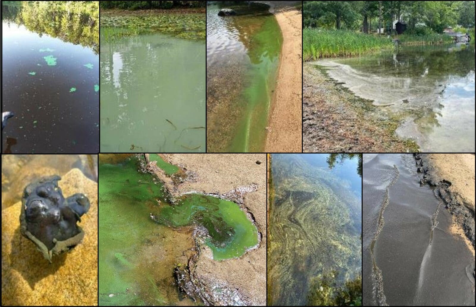 Image of the various ways Cyanobacteria blooms may appear.