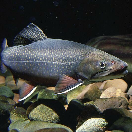 brook trout image
