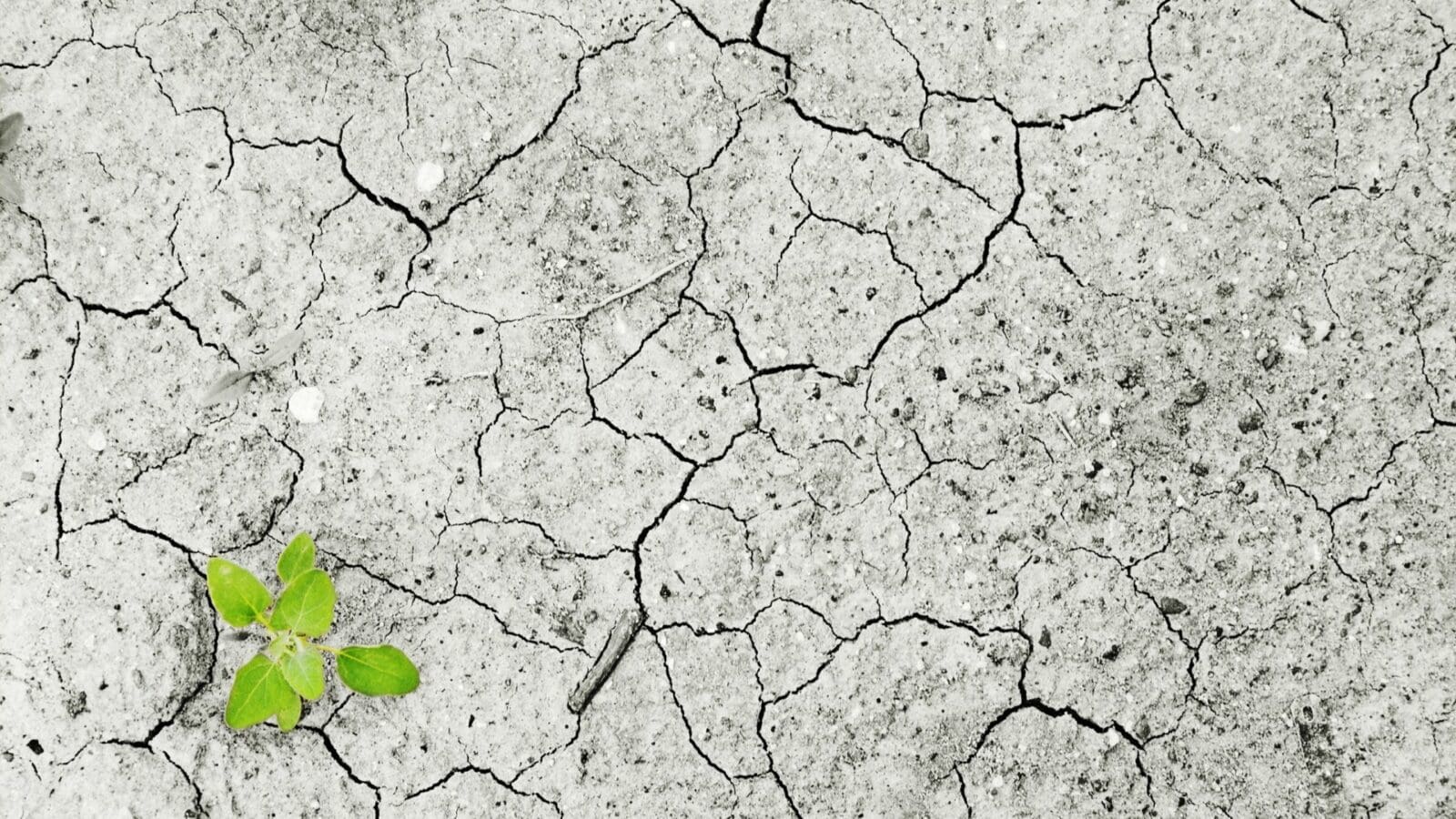 Hero Photo for Climate Change, features dry and cracking soil with one small plant.