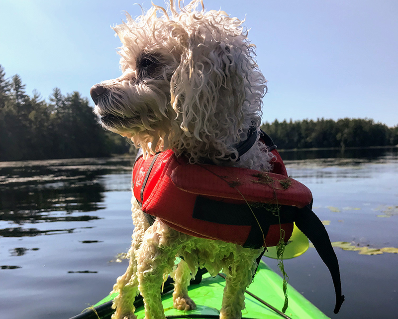 A dog standing on a kayak in a New Hampshire lake with weeds on its lifevest