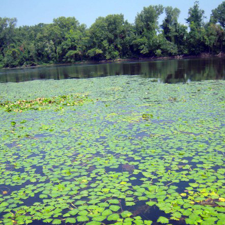 water chestnut mat